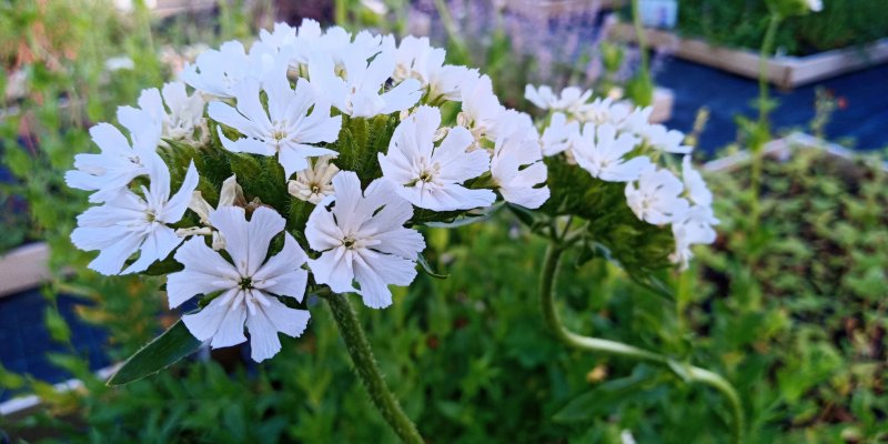 Lychnis chalcedonica  'Alba' Palavarakkaus